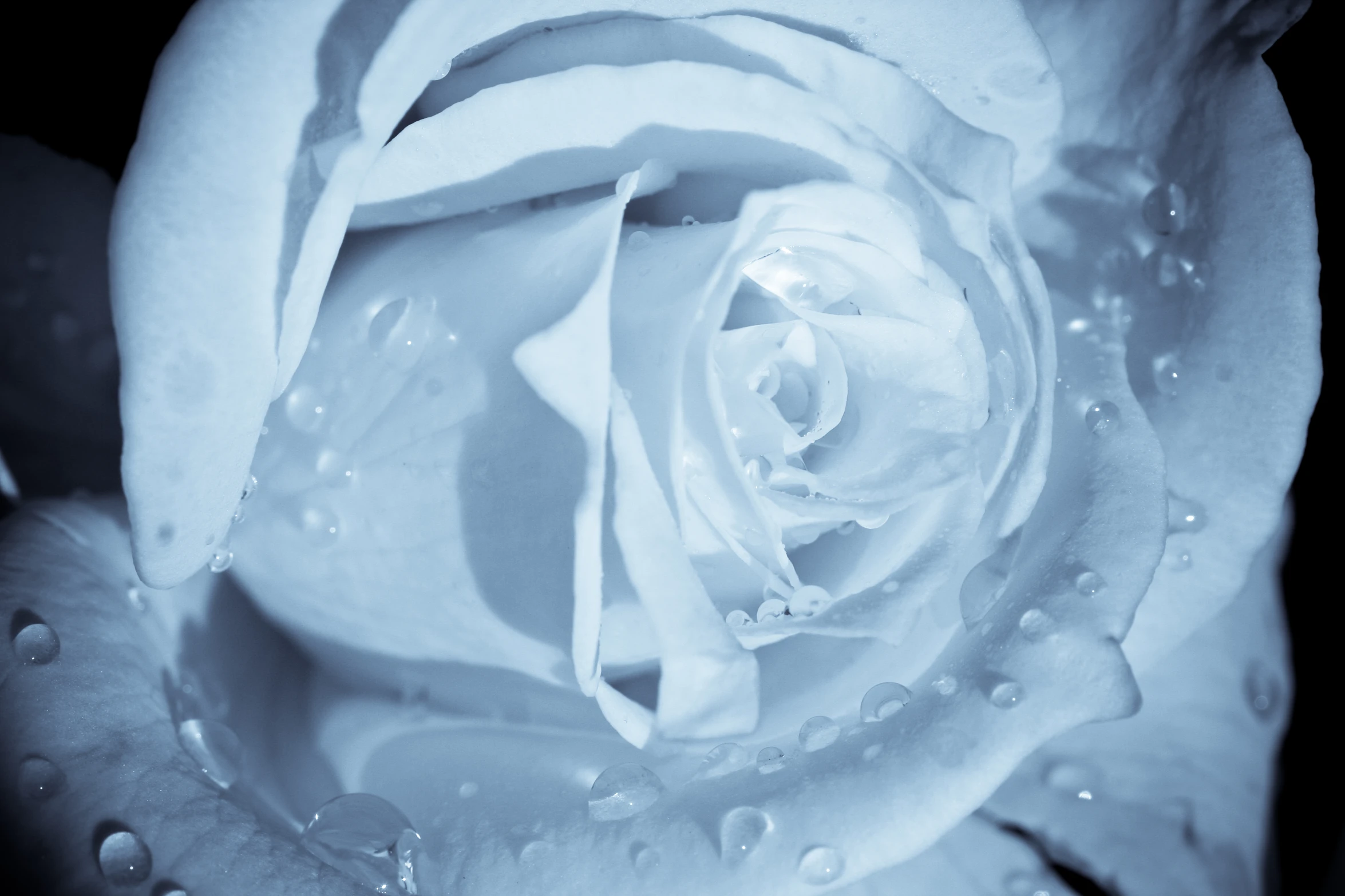 a white rose is being framed by drops