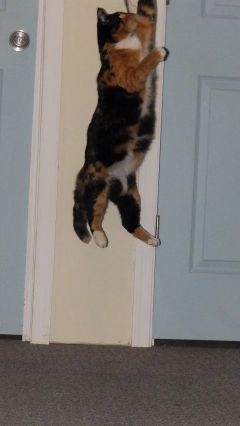 cat in the air playing on the floor next to the door