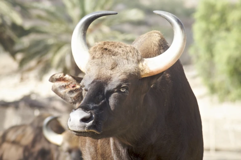 a horned animal with long horns and very large horns