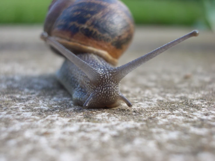 a close up of a snail sitting on the ground