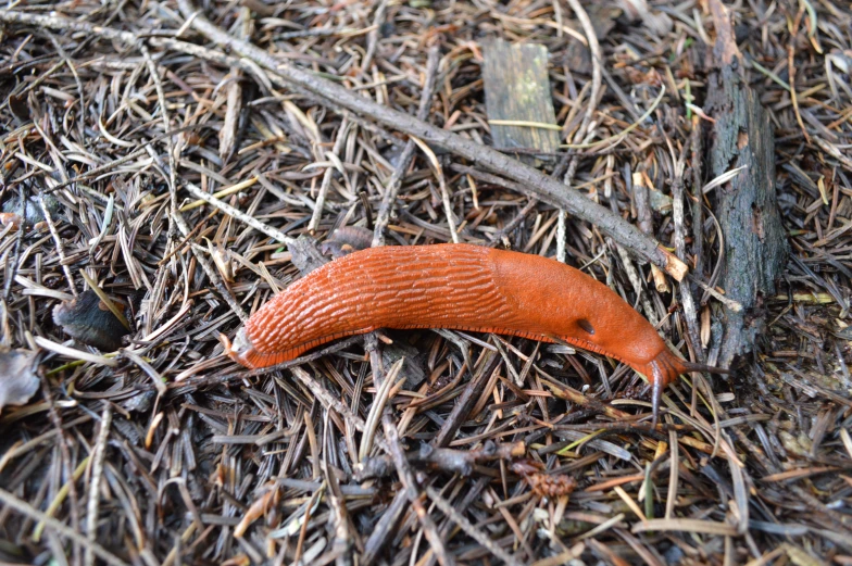 an orange slug crawling through some brown twigs