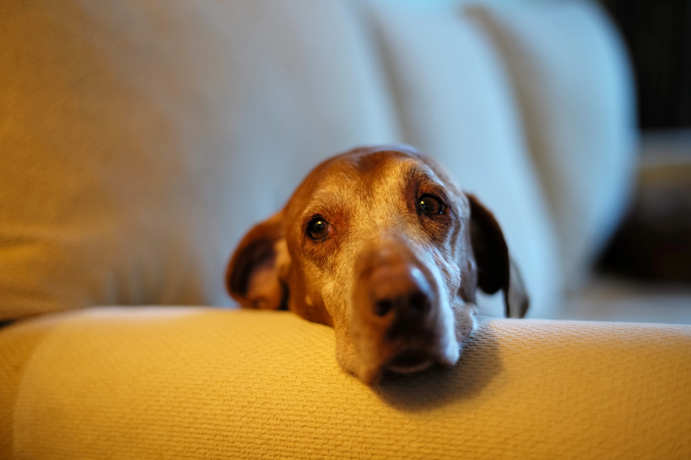 a dog is sitting on a couch looking at the camera