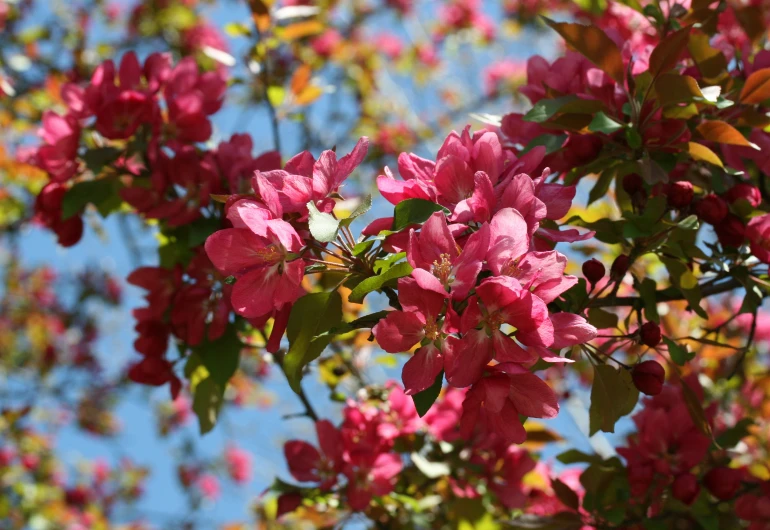 bright pink flowers blooming up against the blue sky