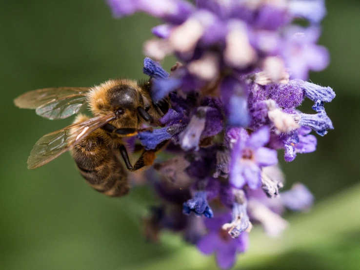 a bee flying off the side of a purple flower