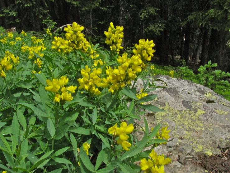 yellow flowers grow on rocks by some trees