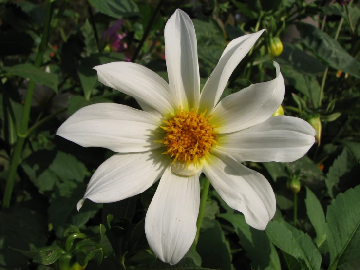 the large white flower has a yellow center