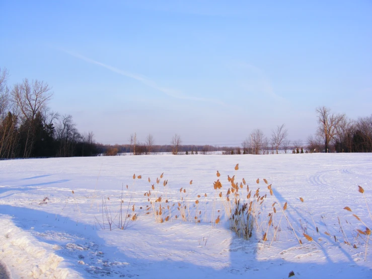 the snow covered ground and tall trees in a field