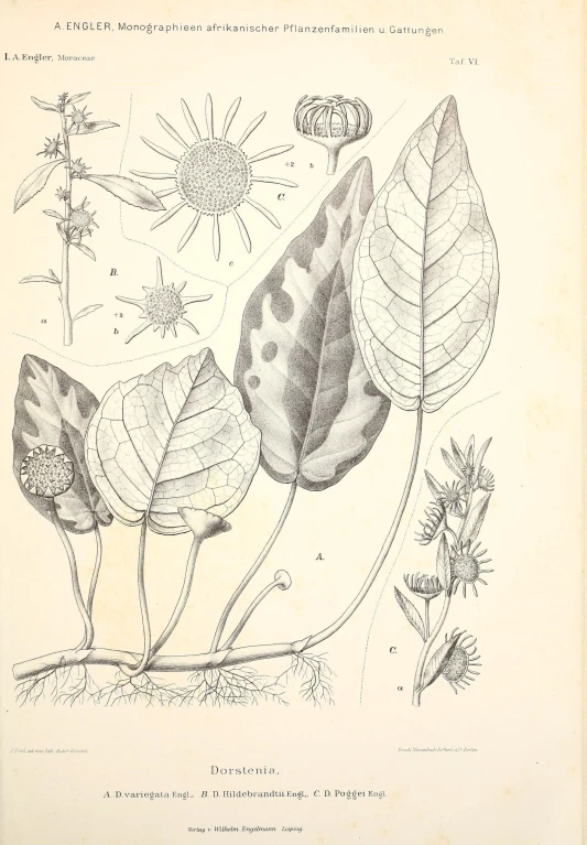 a book page containing an illustration of an insect on a leaf