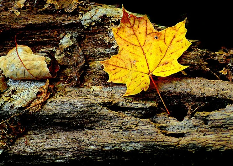 a leaf that is sitting on a log