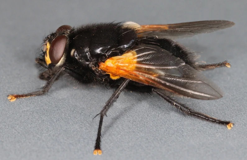 a close up of a bee on the ground