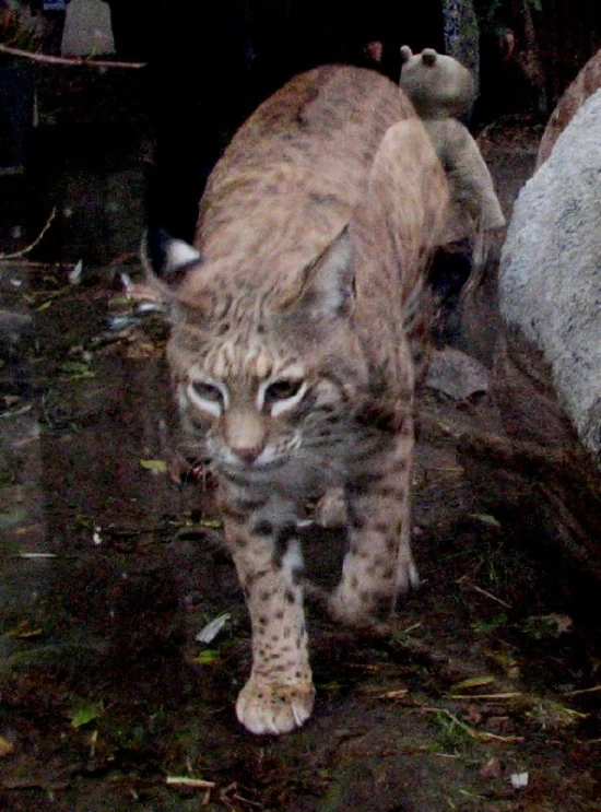 a little cat that is walking around outside