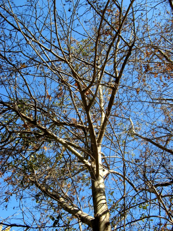 an old tree without leaves stands at attention in winter