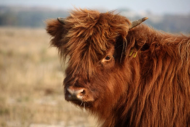 a long haired cow looks into the camera