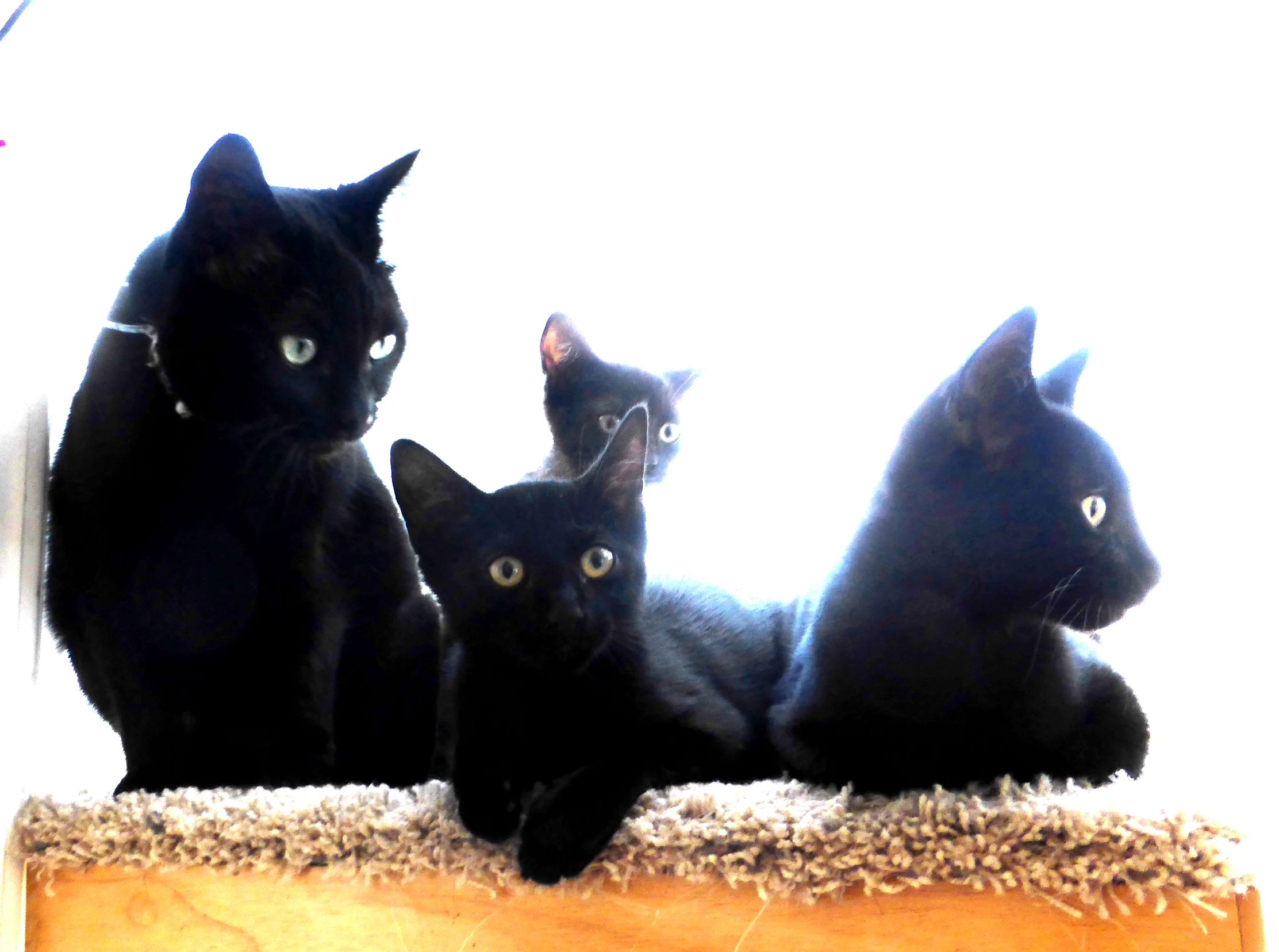 three black cats sitting on the edge of a cat tree