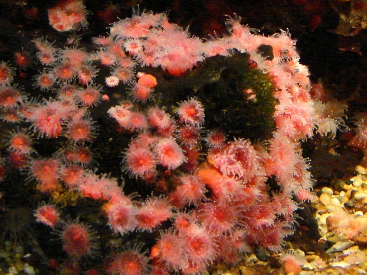 colorful sponge coral in coral coral pool looking out into water