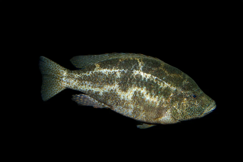 the image is taken in the dark of a fish