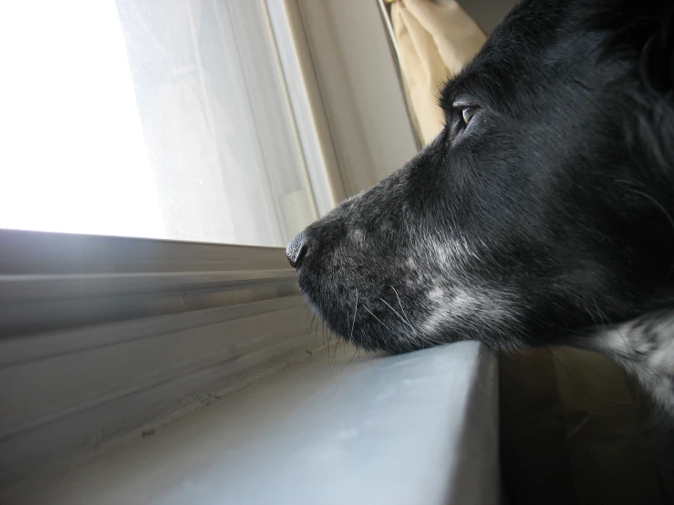 the dog is looking out of the window with its head on a ledge