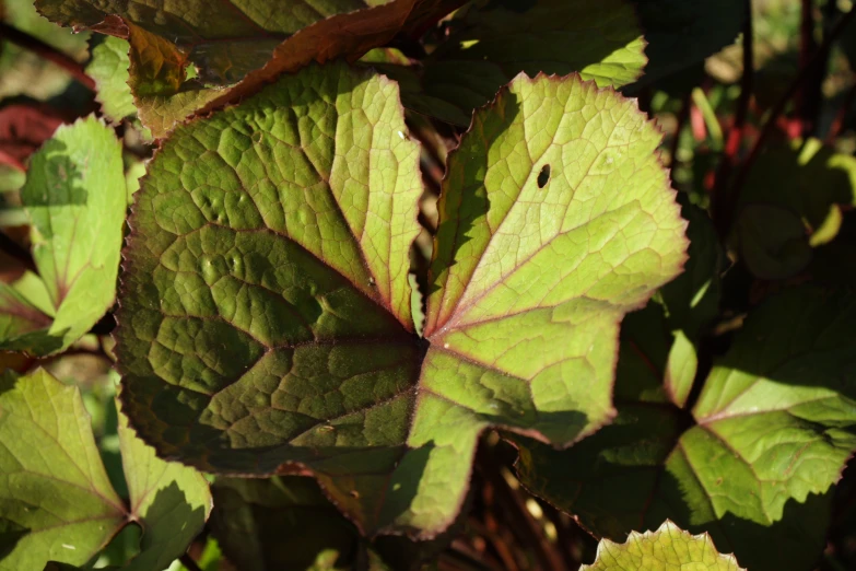 closeup of leaves growing in the sunlight on green foliage