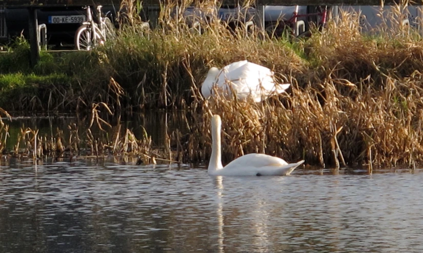 two white swans swimming near some tall grass