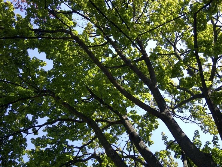 a view up through nches of trees and leaves