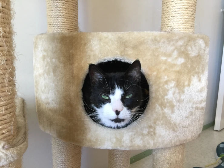 a cat sits on top of a scratching tower