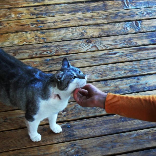 a cat being fed by someone about to lick it