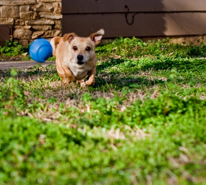 there is a brown dog that is running across the grass