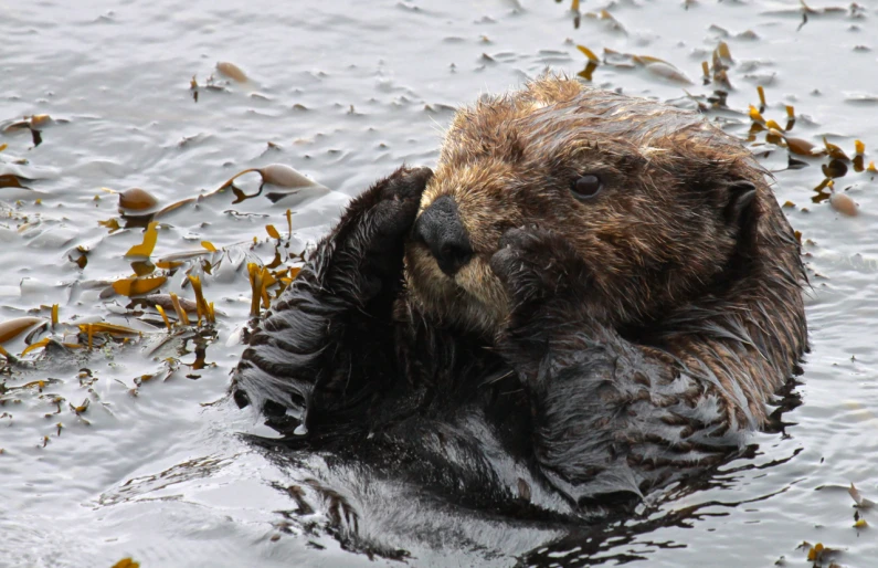 there is a wet animal swimming in the water