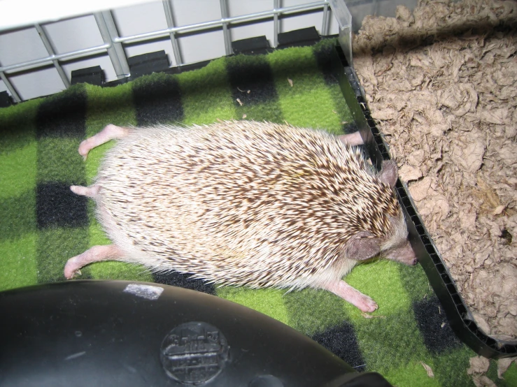 a hedgehog in its cage at a zoo