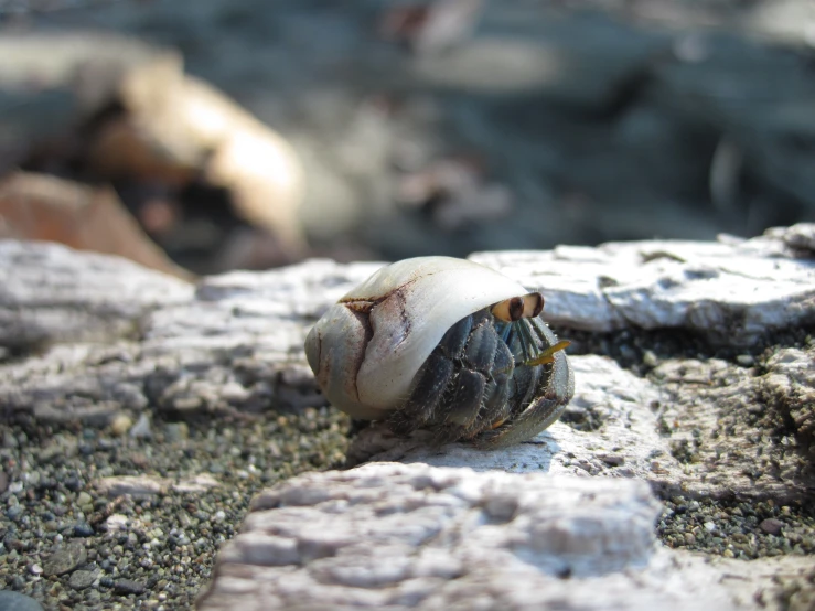 this is a close up po of an old shell that looks very dirty