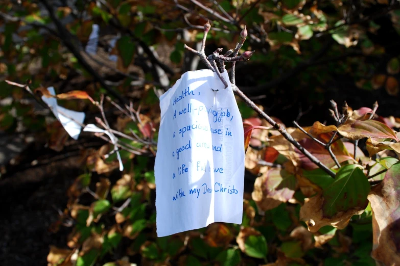 a piece of white paper stuck to a tree