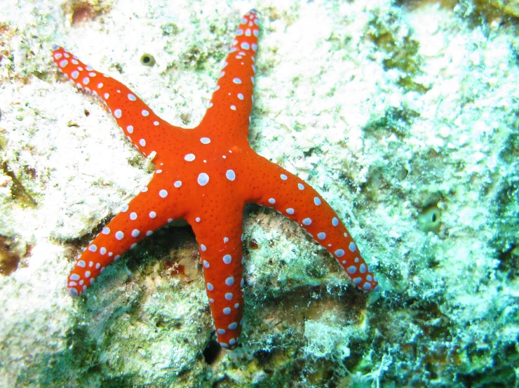 a red starfish is sitting on the rock