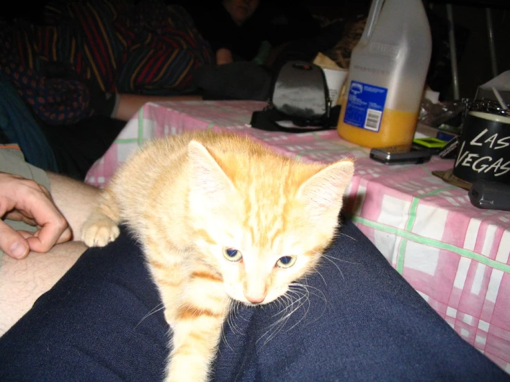 an orange cat sitting on top of someones lap