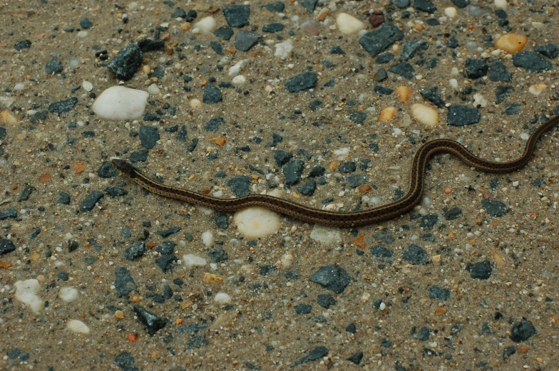 a snake with an odd shape on it's body