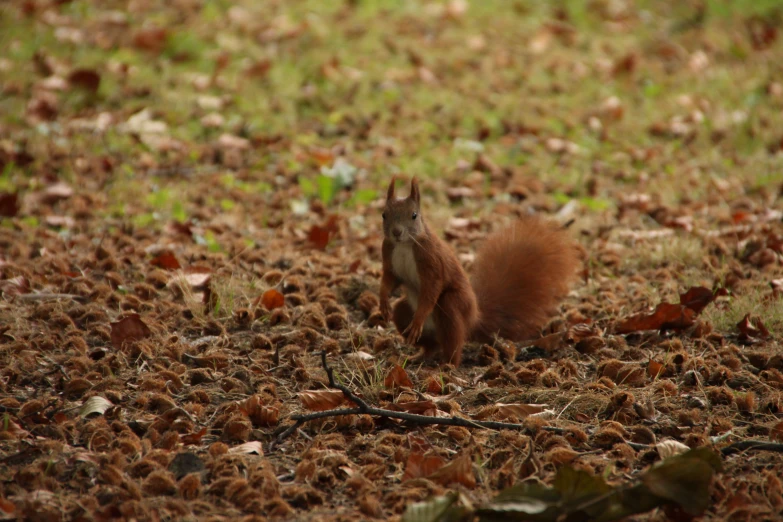 a small squirrel sitting in the middle of leaves