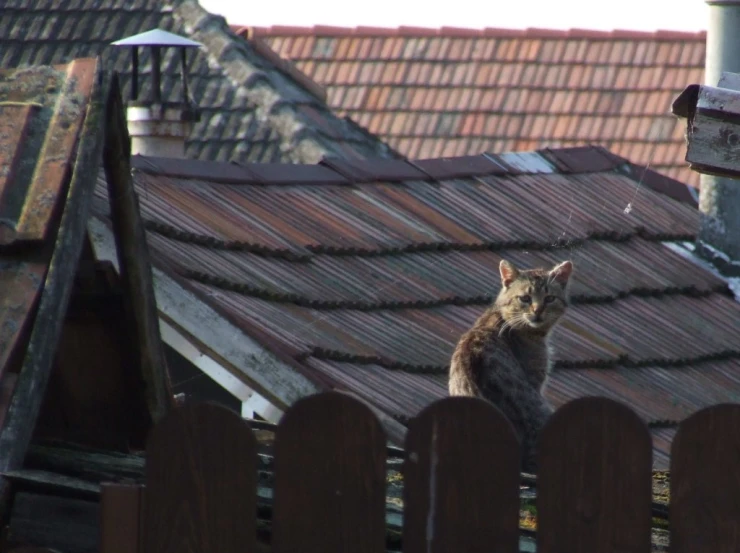 a cat is perched on the top of an old house
