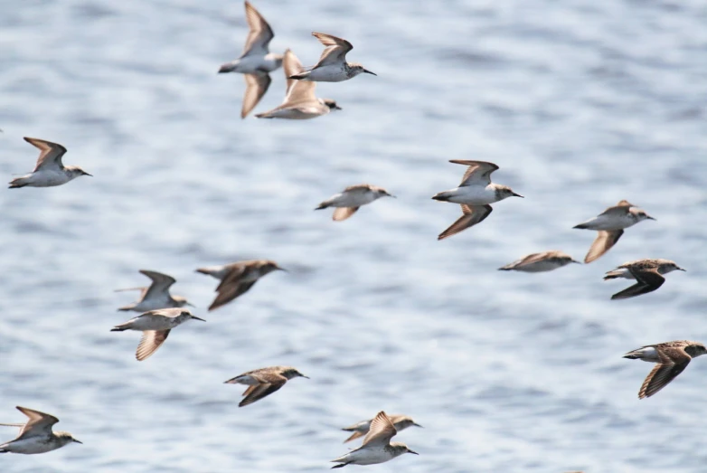 several large birds fly in formation next to the ocean