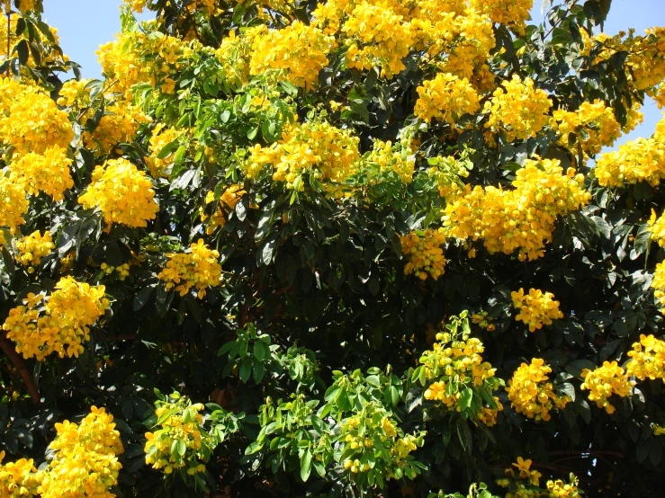 the nches and flowers of the tree are yellow