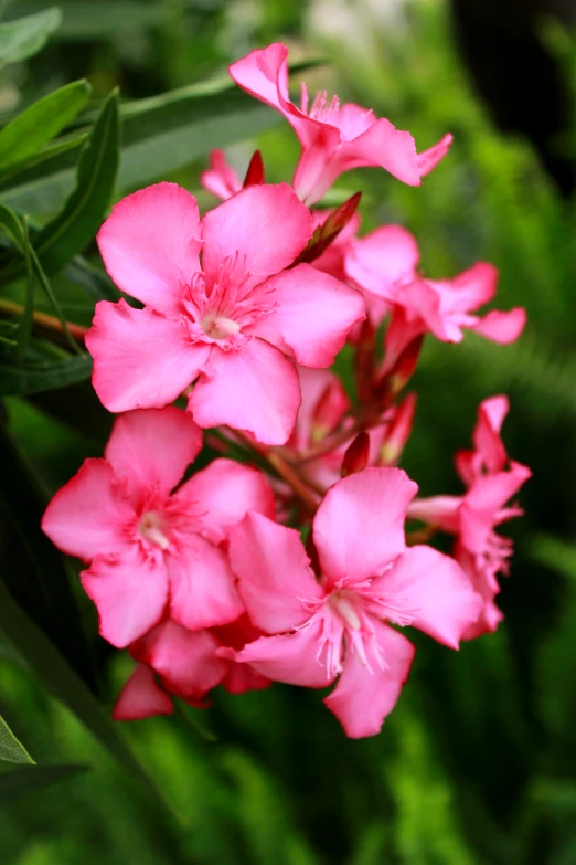 flowers in bright pink in the sunlight and green background