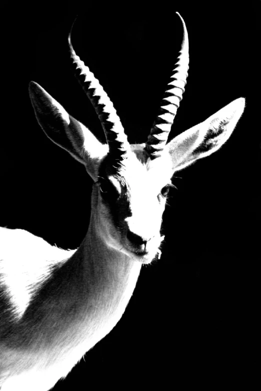 an animal with huge horns, black background