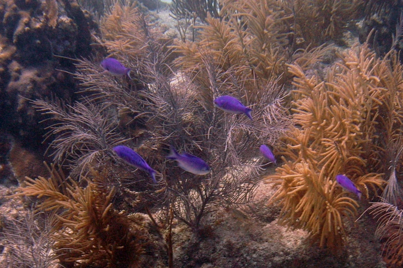 a flock of fish sitting next to sea plants