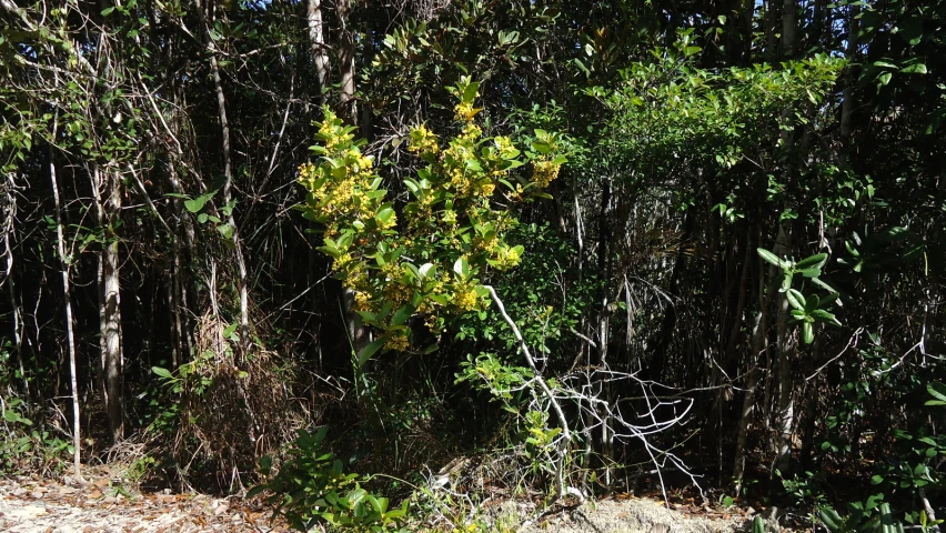 some trees and bushes in a bushy area