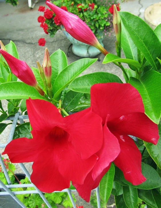 a red flower blooming in a pot with greenery