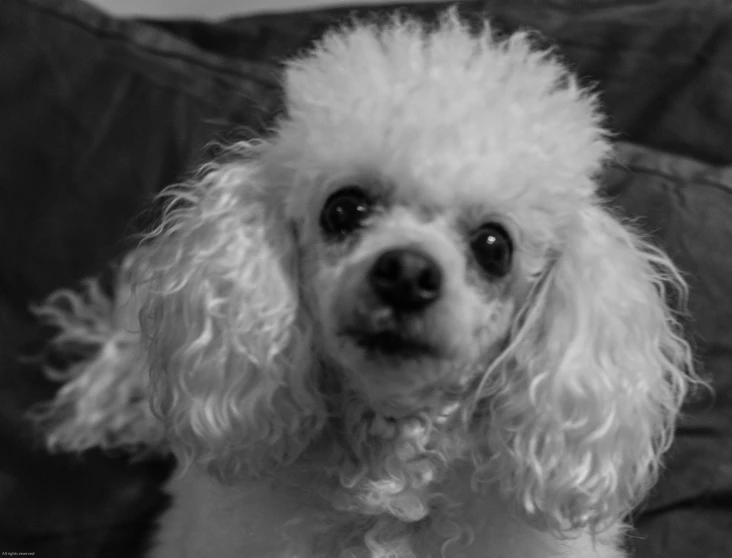 the poodle dog has a haircut with short fringe