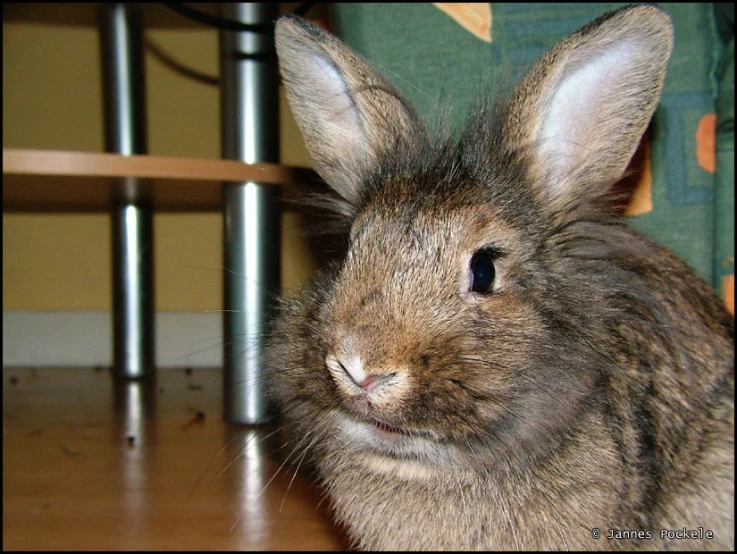 a small rabbit with brown fur on the ground