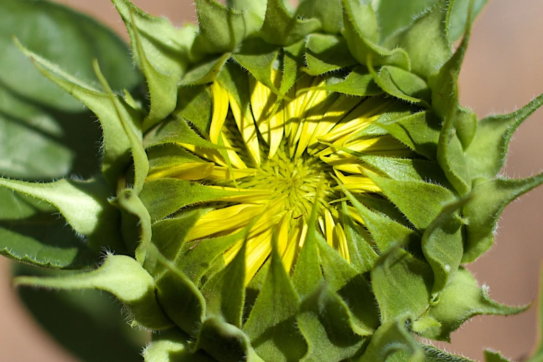 looking down at a yellow flower from above
