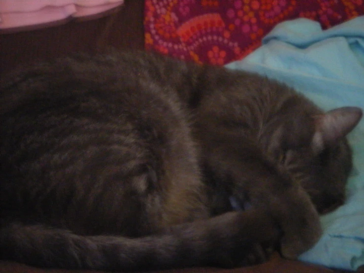 a black cat laying in the middle of the room