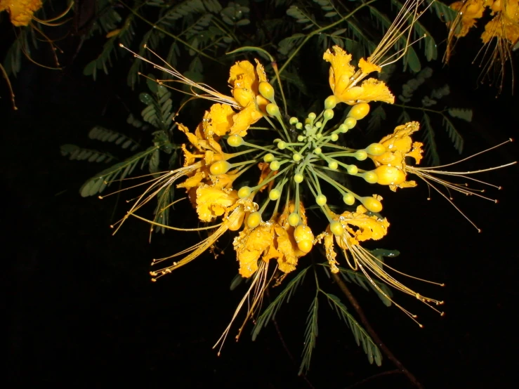 some flowers that are on a tree in the dark