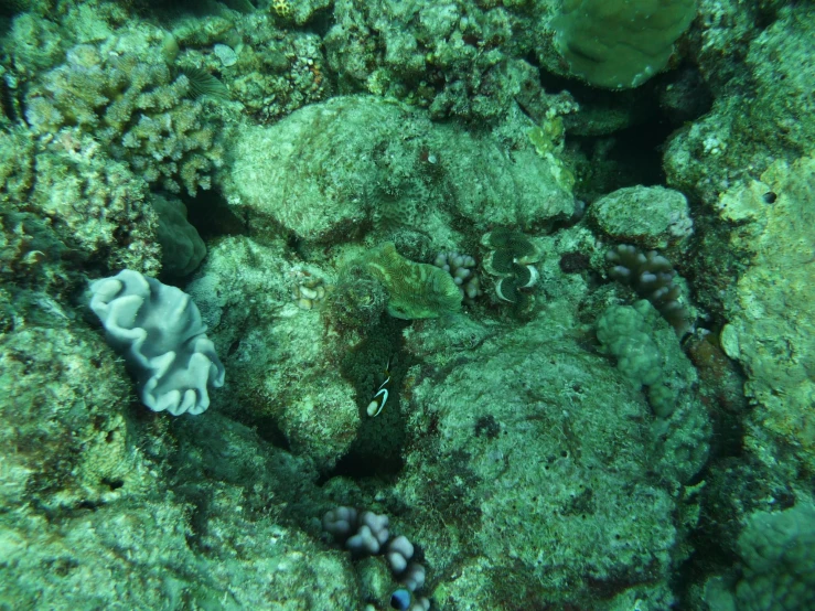 two sea - like animals on the sea floor