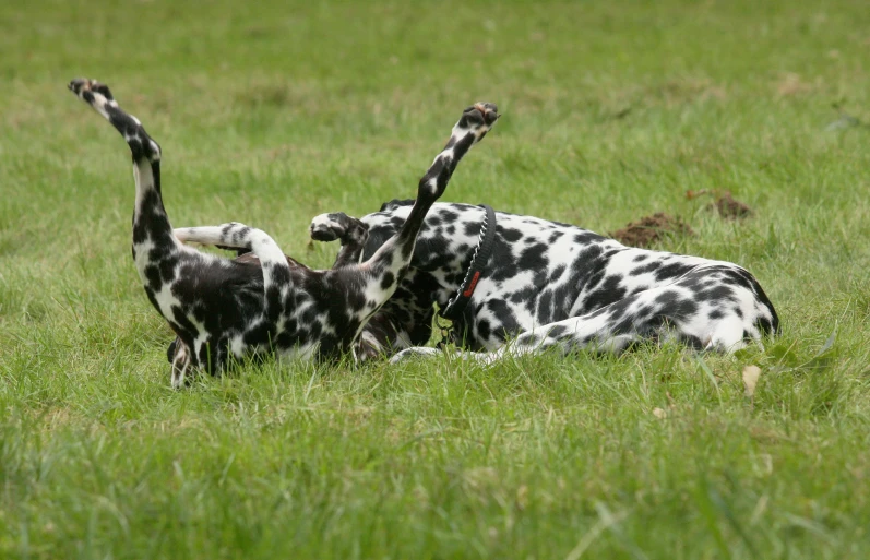 two dalmatian dogs playing in the grass